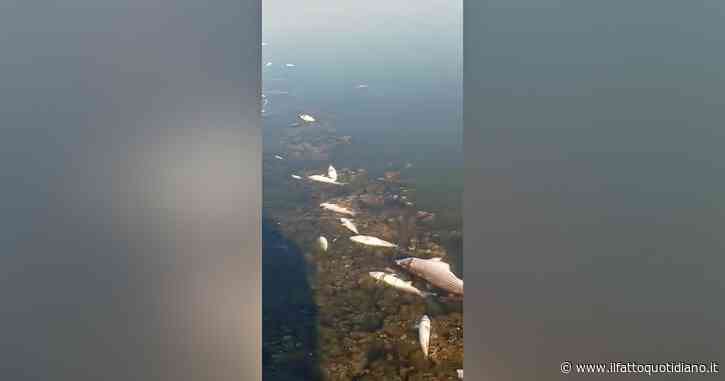 Strage di pesci soffocati per il caldo a Orbetello : laguna invasa dalle carcasse. Il sindaco Casamenti: “Chiesto lo stato d’emergenza”