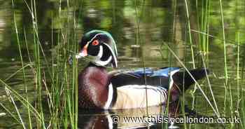 Wild Things: Wood ducks on Chislehurst Common