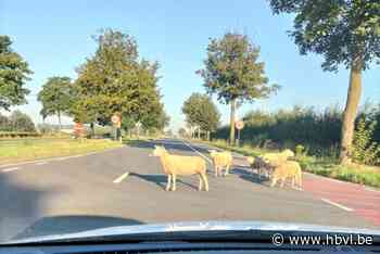 Verpleegkundige Inge wordt even schapendrijfster op ’t Hasseltkiezel