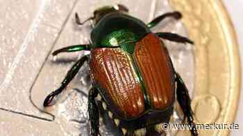 „Bedrohungslage verschärft“: Japankäfer rückt Deutschland immer näher