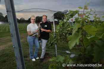 De Steinberg bouwt wijnbelevingscentrum met prijskaartje van 2,5 miljoen euro in Gruitrode