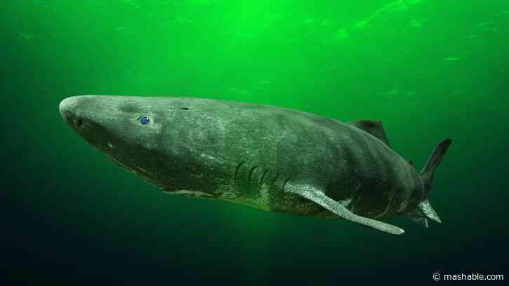 This shark lives for centuries. Scientists discover how it resists aging.