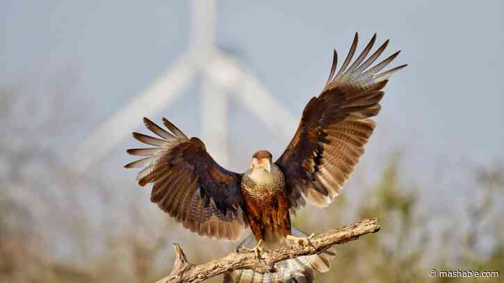 Experts debunk Trump claim that wind energy is killing many U.S. birds