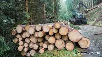 Schädlinge und Extremwetter: Dem deutschen Wald von heute droht das Ende