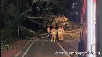 112-nieuws: boom valt op weg in Oosterhout  • kapotte auto op A59
