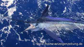 Schockierende Szenen: Gefangener Speerfisch will Angler durchbohren – „Knappe Sache“