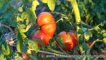 Tomatenpflanzen und Sonnenbrand: So schützen Sie Ihre Ernte
