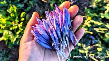 Una coppia di giovani agricoltori è riuscita a coltivare prezioso zafferano sui Castelli Romani