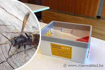 Gemeente plaatst vallen tegen de Aziatische hoornaars: “Zo kunnen we onze bijen beschermen”