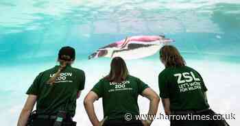 London Zoo opens immersive Penguin Beach in central London