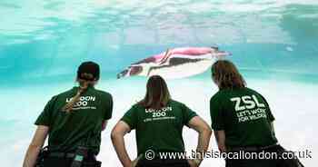 London Zoo opens immersive Penguin Beach in central London