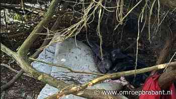 112-nieuws: verblijfplaats dakloze ontdekt in park • auto crasht in Breda