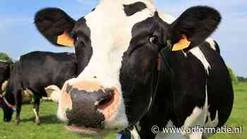 Wakker Dier lanceert radiocampagne tegen 'sloopmelk'