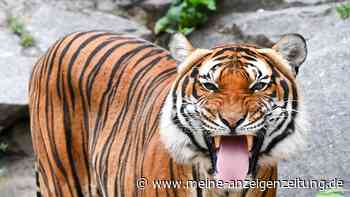„Meilenstein“: Zahl der Tiger in Thailand steigt