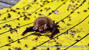Naturschützer warnen vor Klebefallen für Insekten