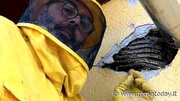 Spruzza lo spray sul muro esterno e si trova casa invasa di vespe: “Mai più, mi sono messa paura”