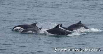 Dolphins and whales spotted off Yorkshire coast - and you can help track them too