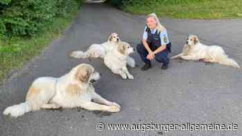 „Mit Leckerlies bewaffnet“: Ulmer Polizistin fängt entlaufene Hunde ein