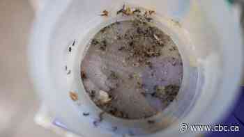 West Nile Virus detected in mosquitoes in Hamilton