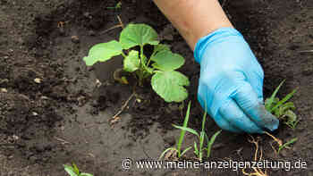 Verboten – diese Hausmittel dürfen nicht in den Garten