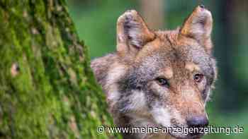 Wolfssichtungen in in der Rhön beunruhigen Bevölkerung