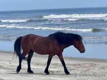 Wild horse Bullwinkle euthanized after car hits him on NC beach