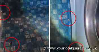 London bus cockroach infestation: bugs crawling on seats