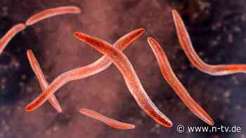 Winzige Helfer gegen Tumore?: Bakterienart im Mund kann Krebs "wegschmelzen"