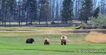 Jasper wildfire: GPS collar reveals how bear and 2 cubs survived flames