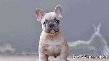 „Persönlichkeit einer Gabel“: 15 Hunderassen, die eine künftige Tierärztin nicht empfehlen würde