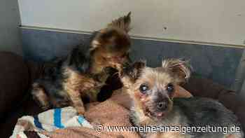 „Uralt und stinken erbärmlich“: Ausgesetzte Hunde auf Berg gefunden