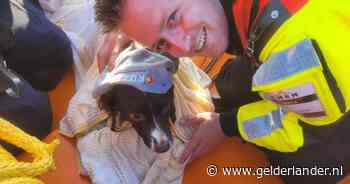 Minutenlang dobberde jongen met uitgeputte hond in het meer: ‘Had niet veel langer moeten duren’
