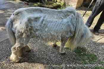Ernstig verwaarloosde pony in beslag genomen: “Hij waggelde bij elke stap”