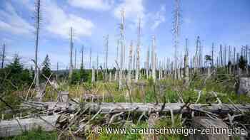 Unser Wald ist gestresst – Migration würde ihm guttun