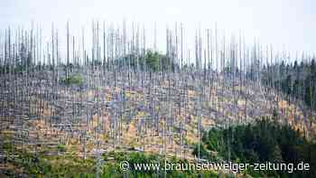 Experte warnt: „Es braucht Mut – der Wald muss sich ändern“