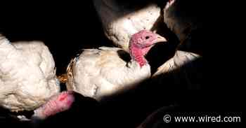 The Bird Flu Threat Keeps Growing