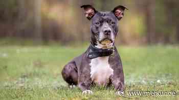 „Alle wollten unsere Welpen – keiner unsere Mira“: Hündin wartet schon über ein Jahr auf neues Zuhause