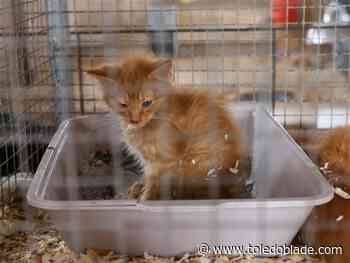 Photo Gallery: Wood County Fair