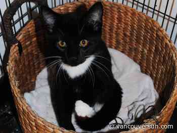 Nicholas Read: There's no shortage of needy, but not famous, kittens looking for homes