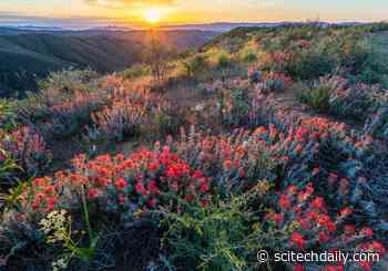 Unraveling California’s Strategy To Combat Climate Catastrophe