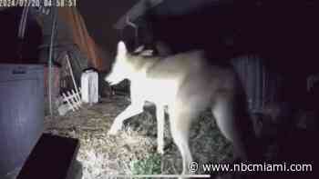 ‘Like losing a kid': Coyote kills Fort Lauderdale homeowner's dog