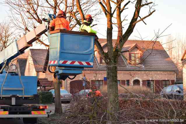 Begeleidingssnoei voor 930 straatbomen