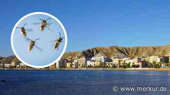 Urlauber stirbt auf Flucht vor Wespen an Italien-Strand