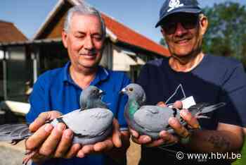Duivenvrienden Schroyen-Stockmans winnen 57ste HBVL-Orléansduivenwedstrijd: “Je zag ze als twee kogels vallen”