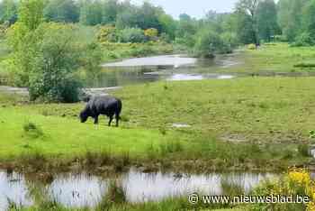 Meanderwandeling laat omgeving Kleine Nete ontdekken