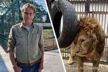 Oekraïense leeuw Rori klaar voor transport naar Oudsbergen