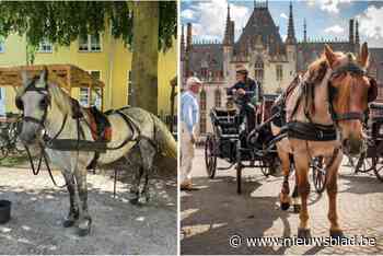 Paard met koets slaat op hol in centrum van Brugge: “Wellicht gestoken door wesp”