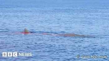 Sperm whale killed by ship in Strait of Gibraltar