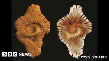 Complex life on Earth may be much older than thought