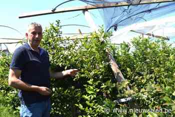 Veel schade op bessenplantage na storm van 9 juli, maar zaterdag kan je weer komen plukken